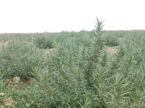 深耕迷迭香產業發展，聞草堂將禹州神草推向國際
