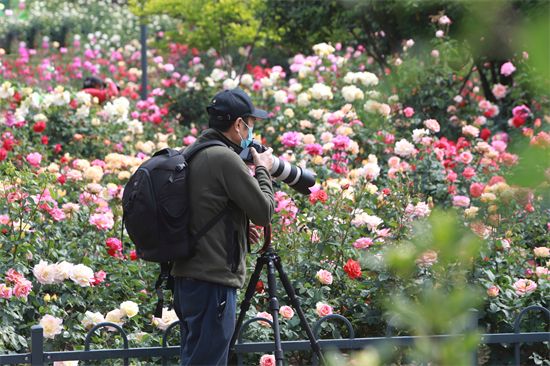 郑州月季公园花开正当时 摄影爱好者“长枪短炮”齐上阵